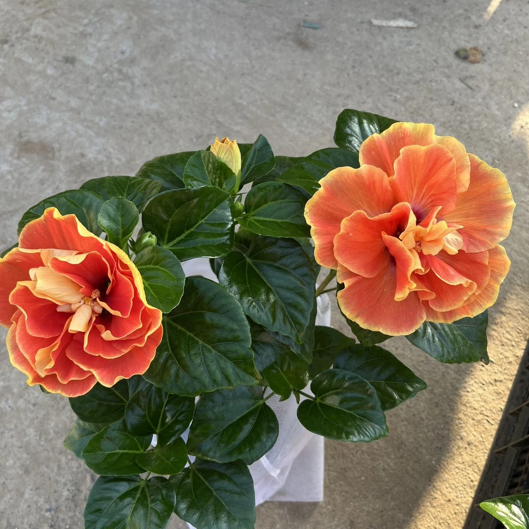 木槿阿波罗带花苞发货阳台盆栽四季开花