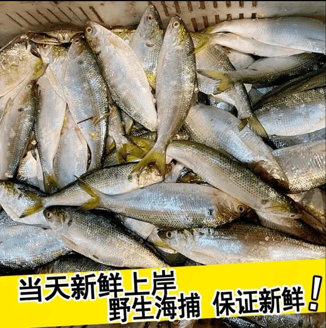 渤海湾野生鲮鲫鱼气泡鱼慈鱼