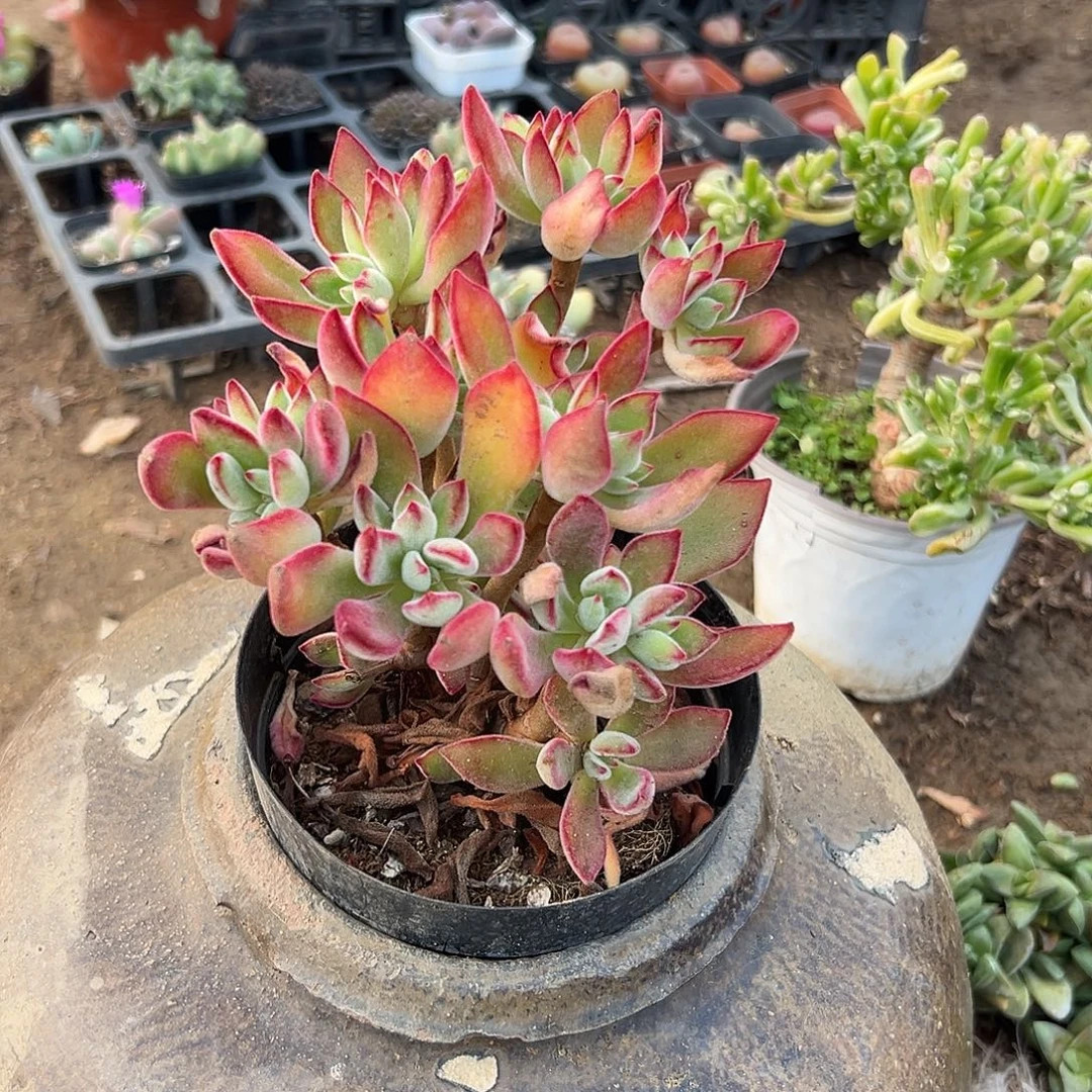 多肉植物锦晃星群