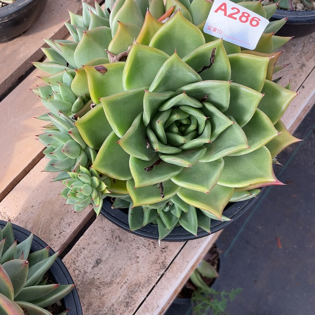 若如东云单拍A286