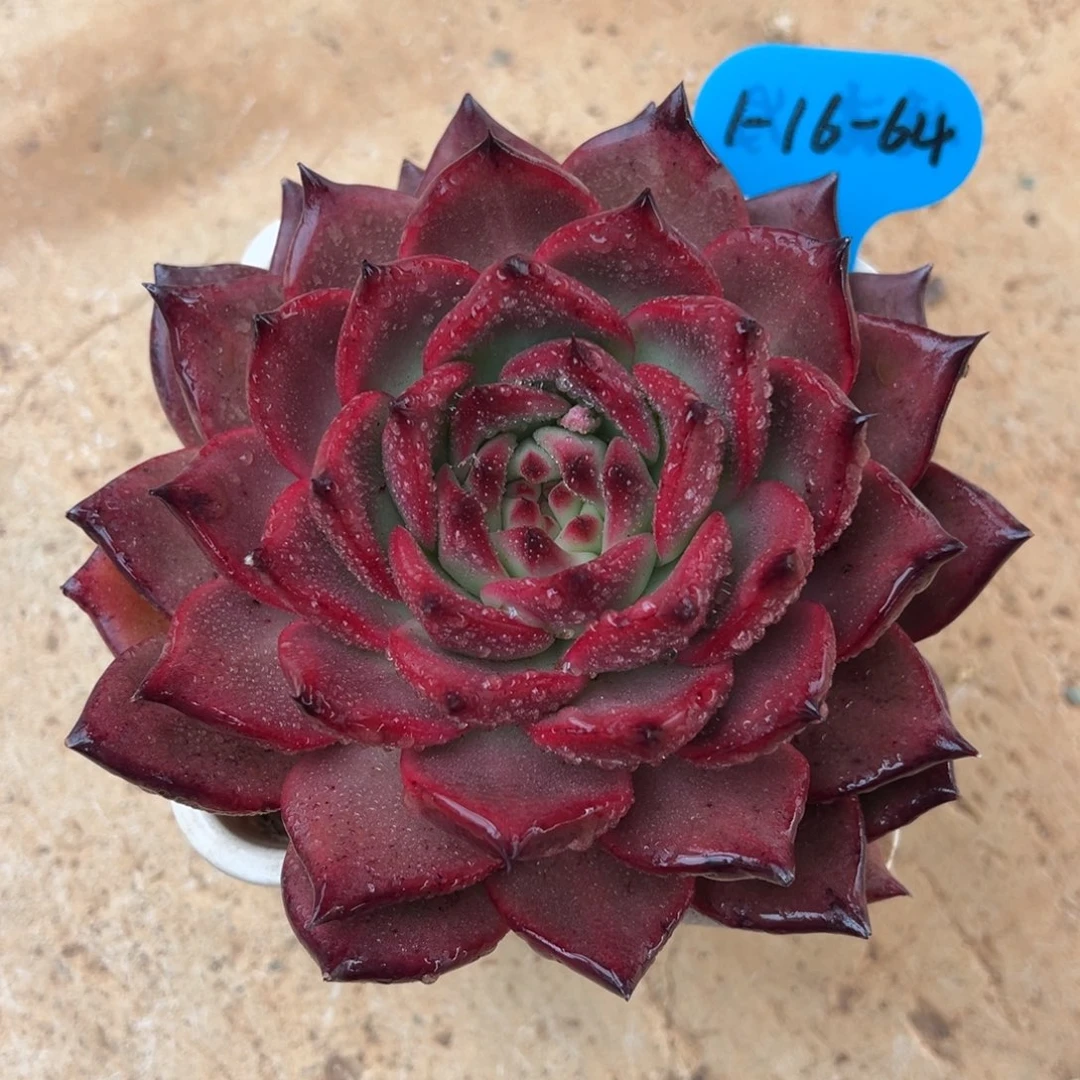1-16-64樱桃女王多肉植物