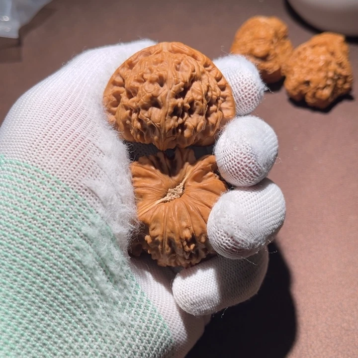 活***下精品白狮子三角白