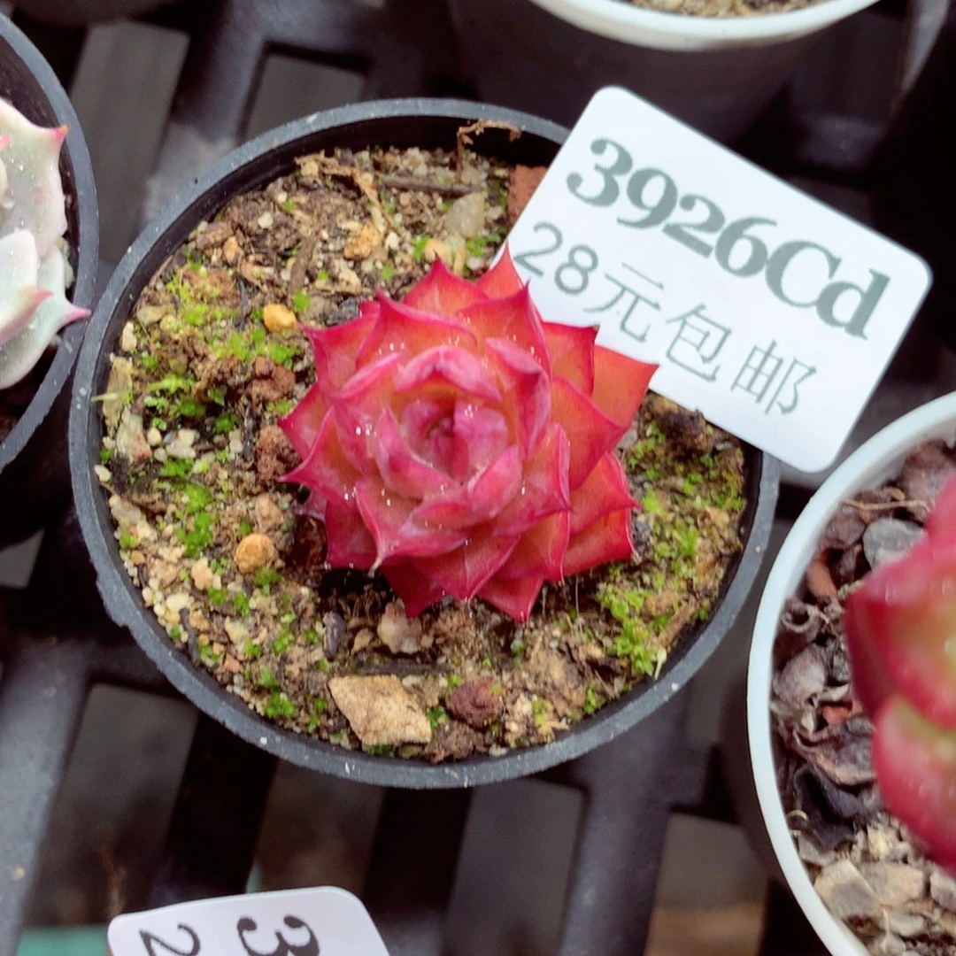 5厘米盆精控多肉3926