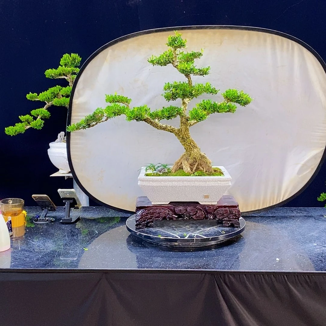 无花朵黄杨盆景造型