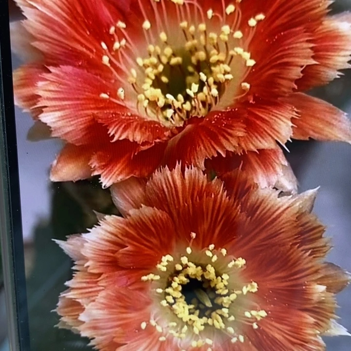 香香羽毛丽花侧芽2.5公分左右