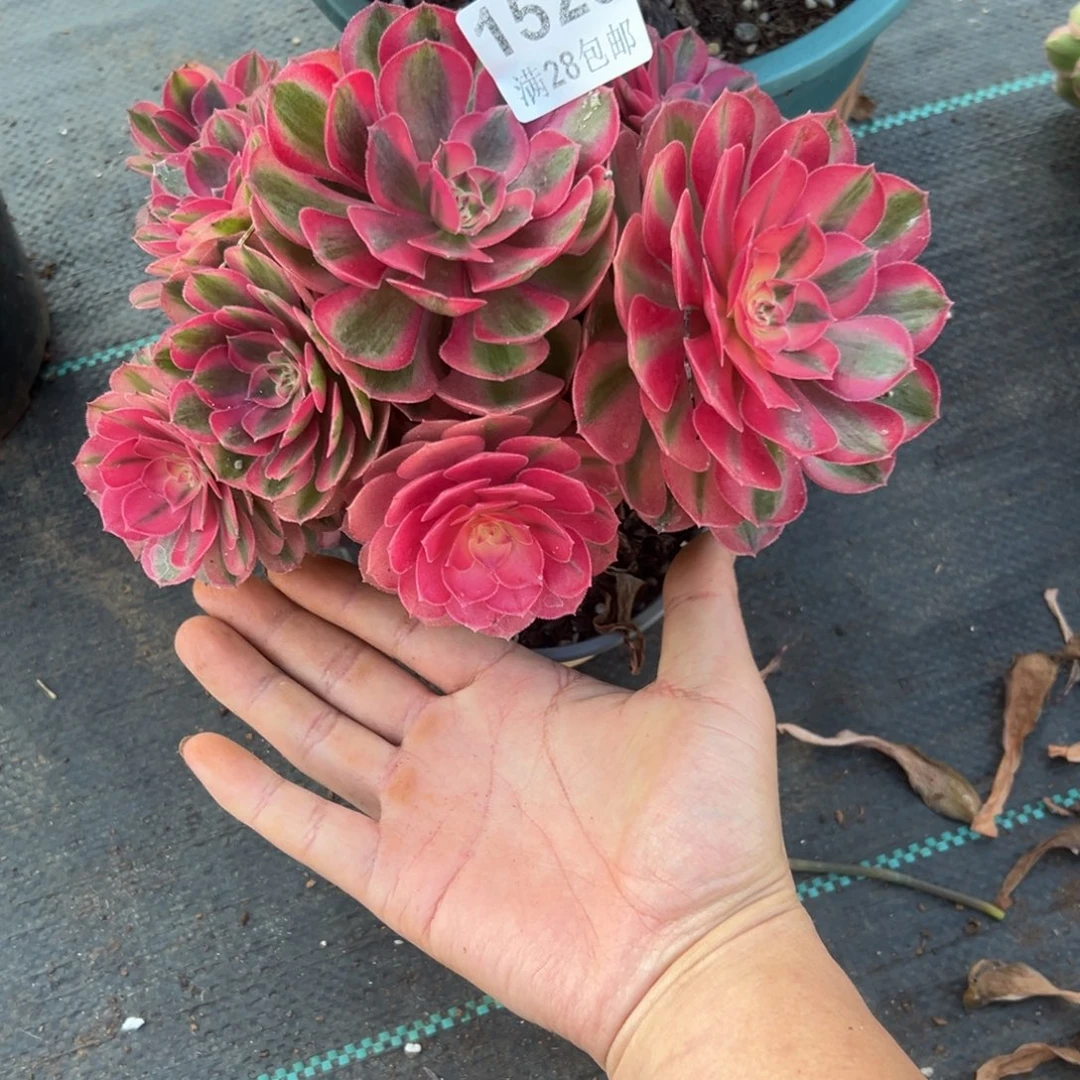 *****多肉植物1529多肉植物