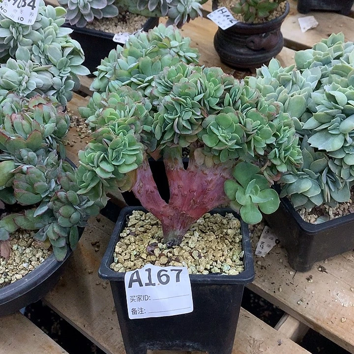 莫妮卡缀化 非偏远38包邮 节后发