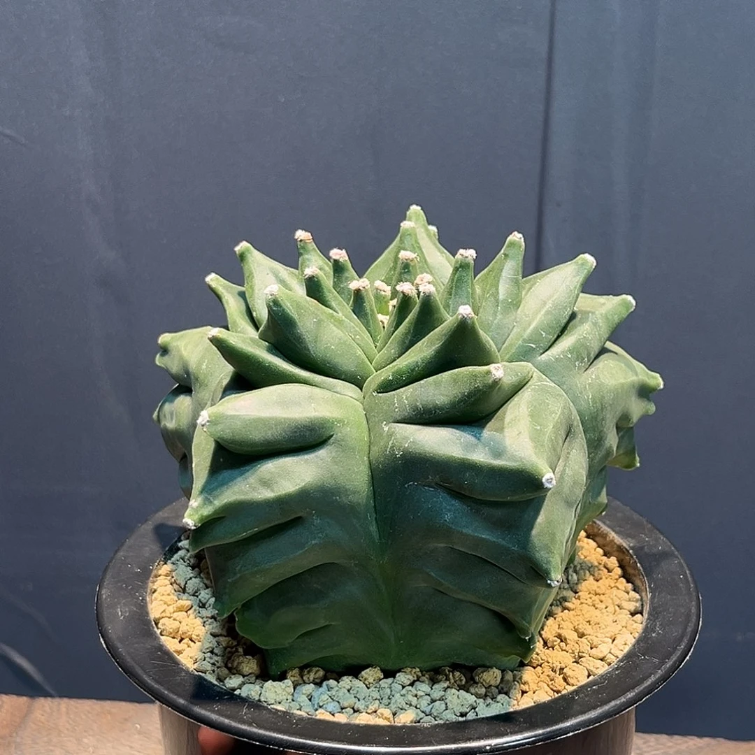 角尤Zzzzzzzzzzzzzzzzz