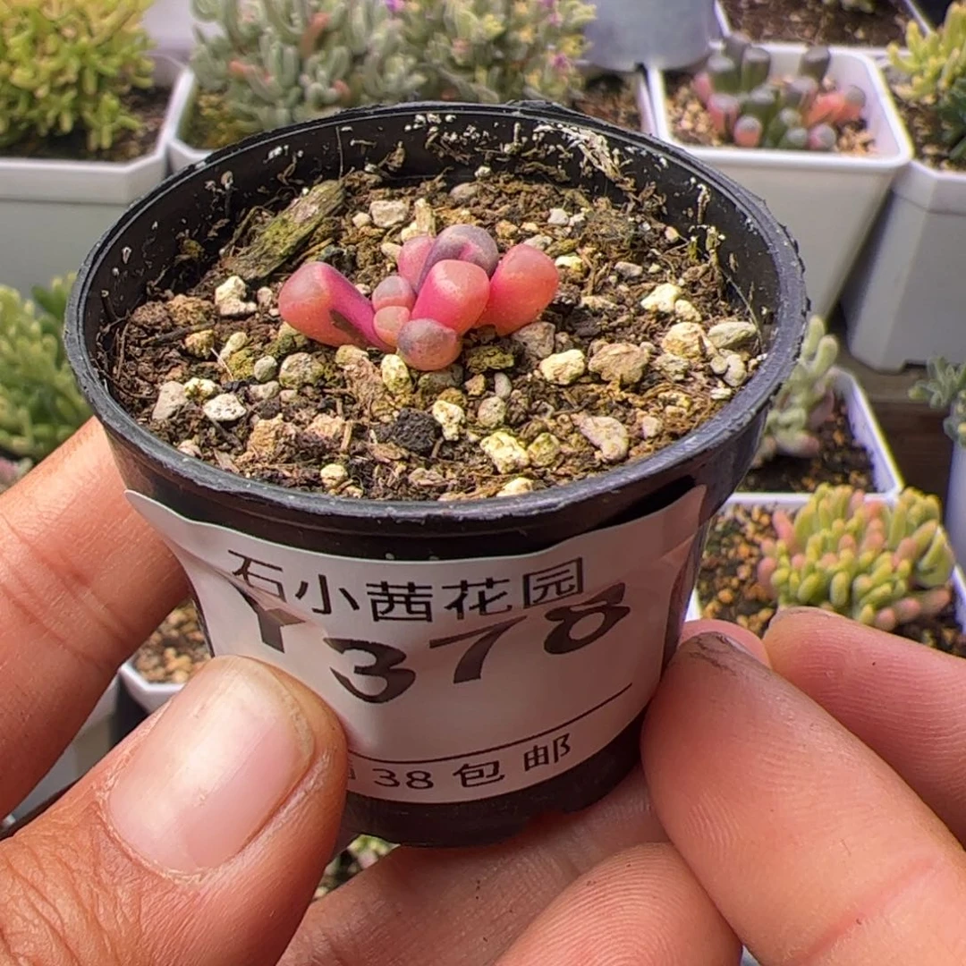 多肉植物五十铃玉锦