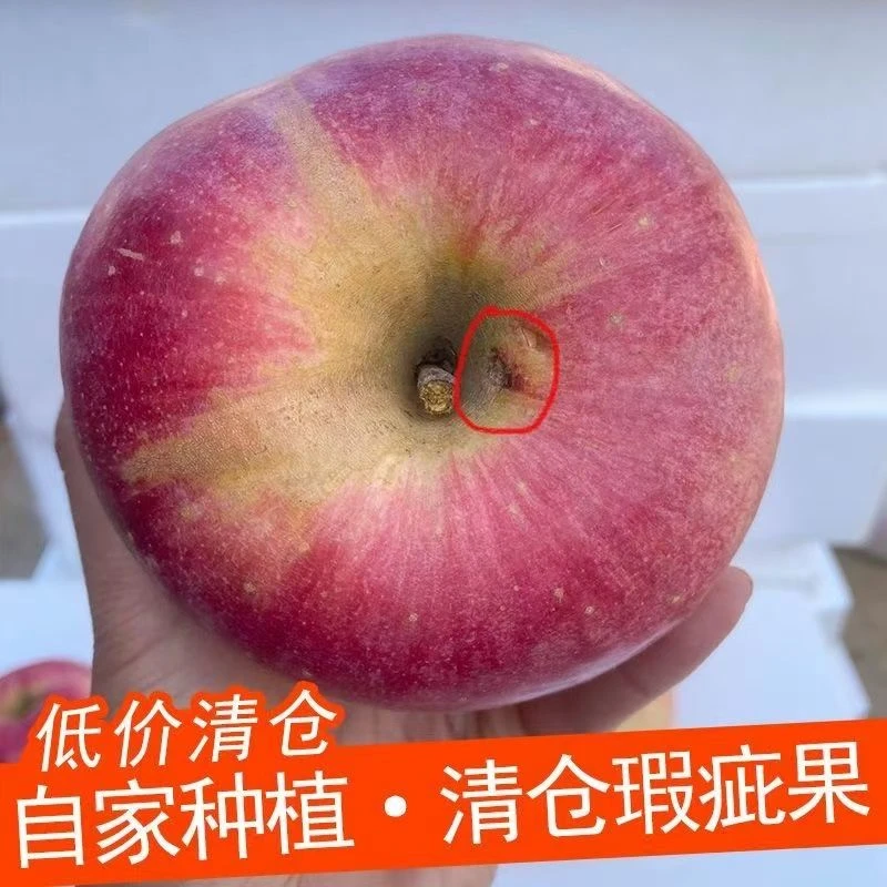 寺河山红富士微瑕疵苹果但红苹果脆甜介意慎拍霜降后采摘视频发货