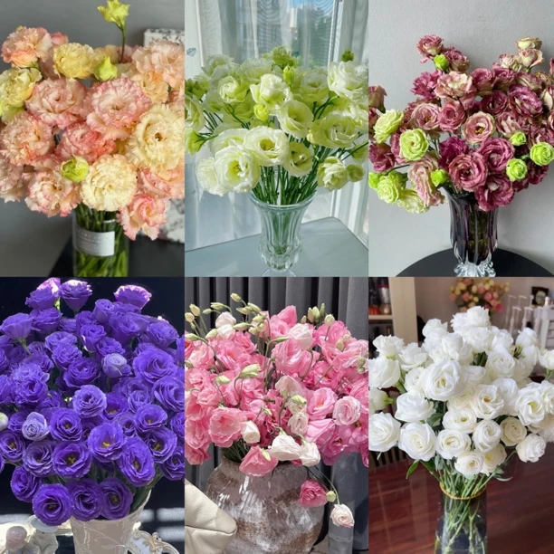 六色洋桔梗鲜切花庭院阳台爆花强花卉新手易养护