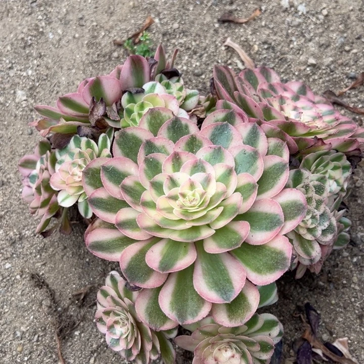 荔枝多肉植物三颗组量