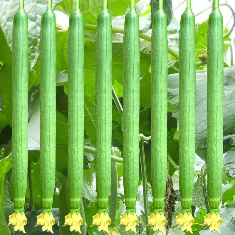 高产早熟丝瓜种子长丝瓜种籽庭院种植菜种四季蔬菜绿丝瓜种子秋播