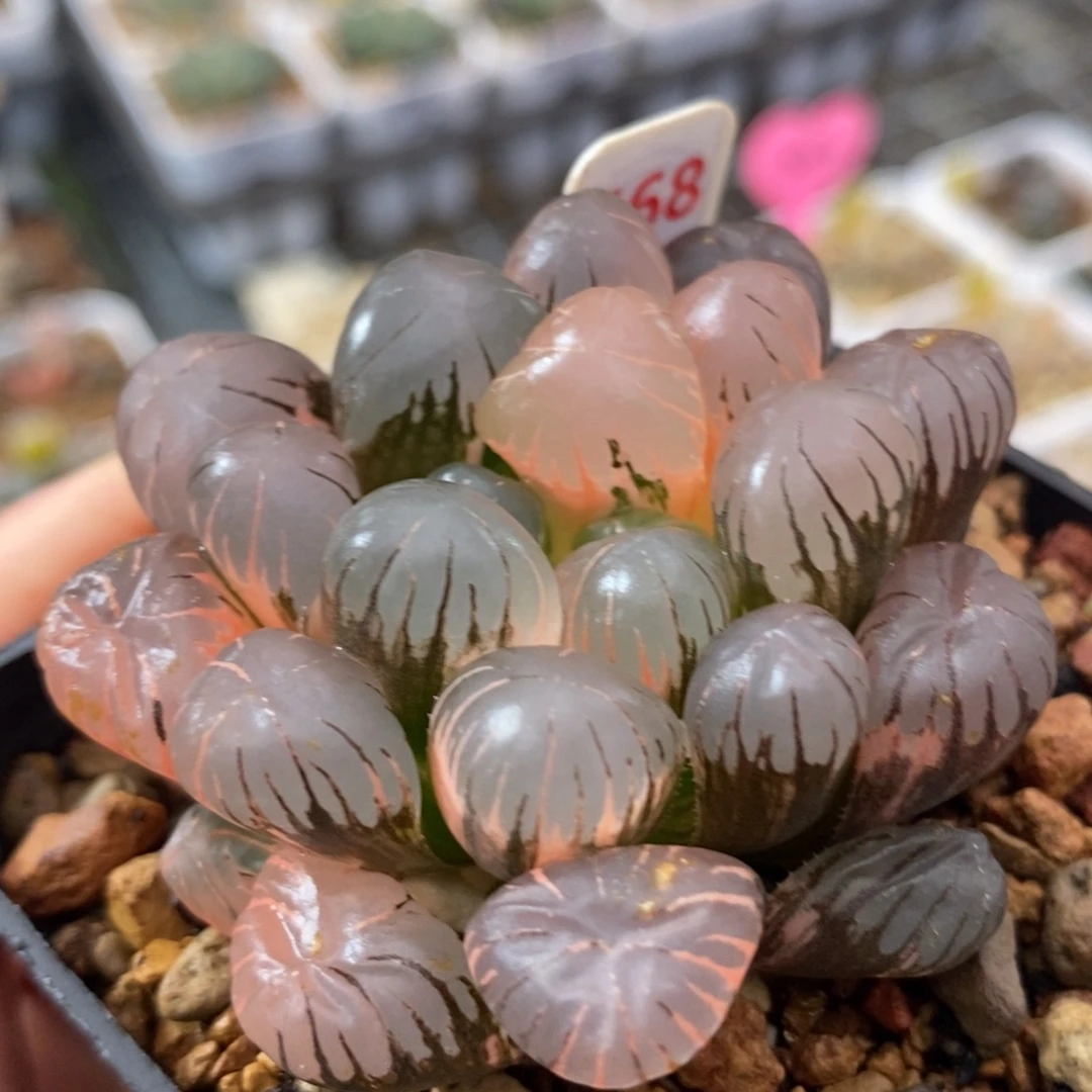 568大窗冰灯玉露锦一物一拍