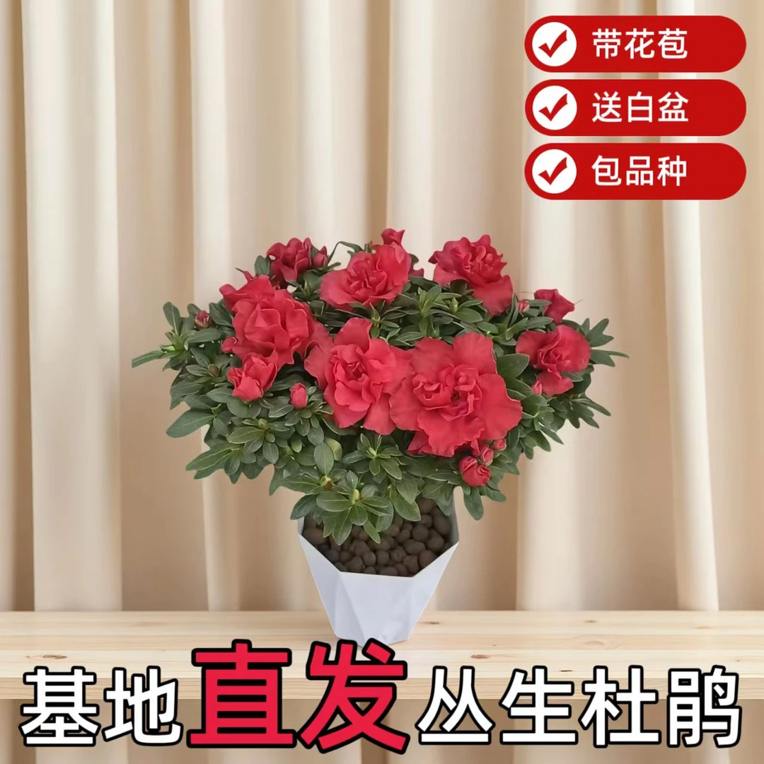 C【基地植发】带花苞送白盆丛生红杜鹃花盆栽室内外绿植花卉