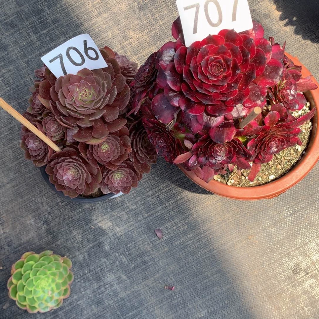 美肌红魔706707法师多肉