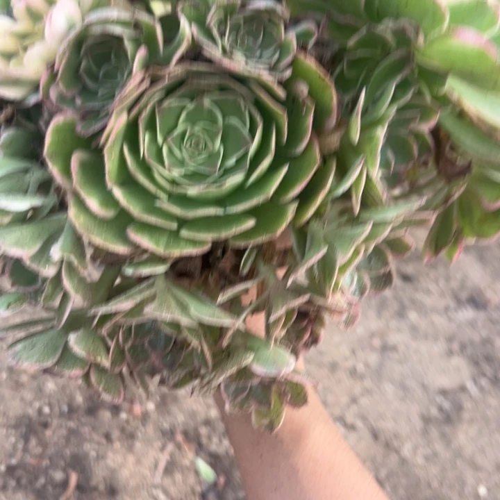 海王三颗组多肉植物量