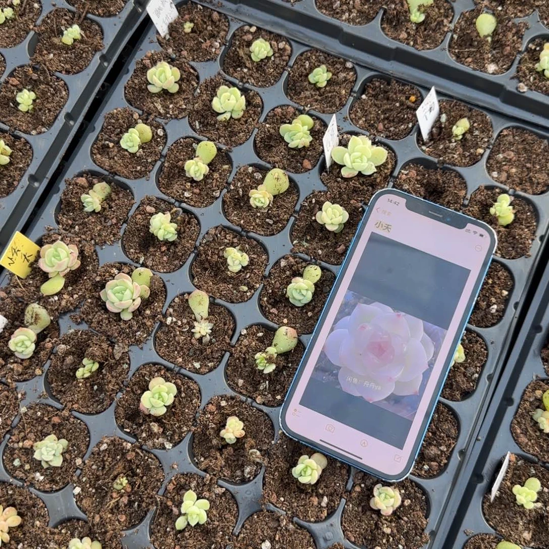 小夭穴2个满25包邮