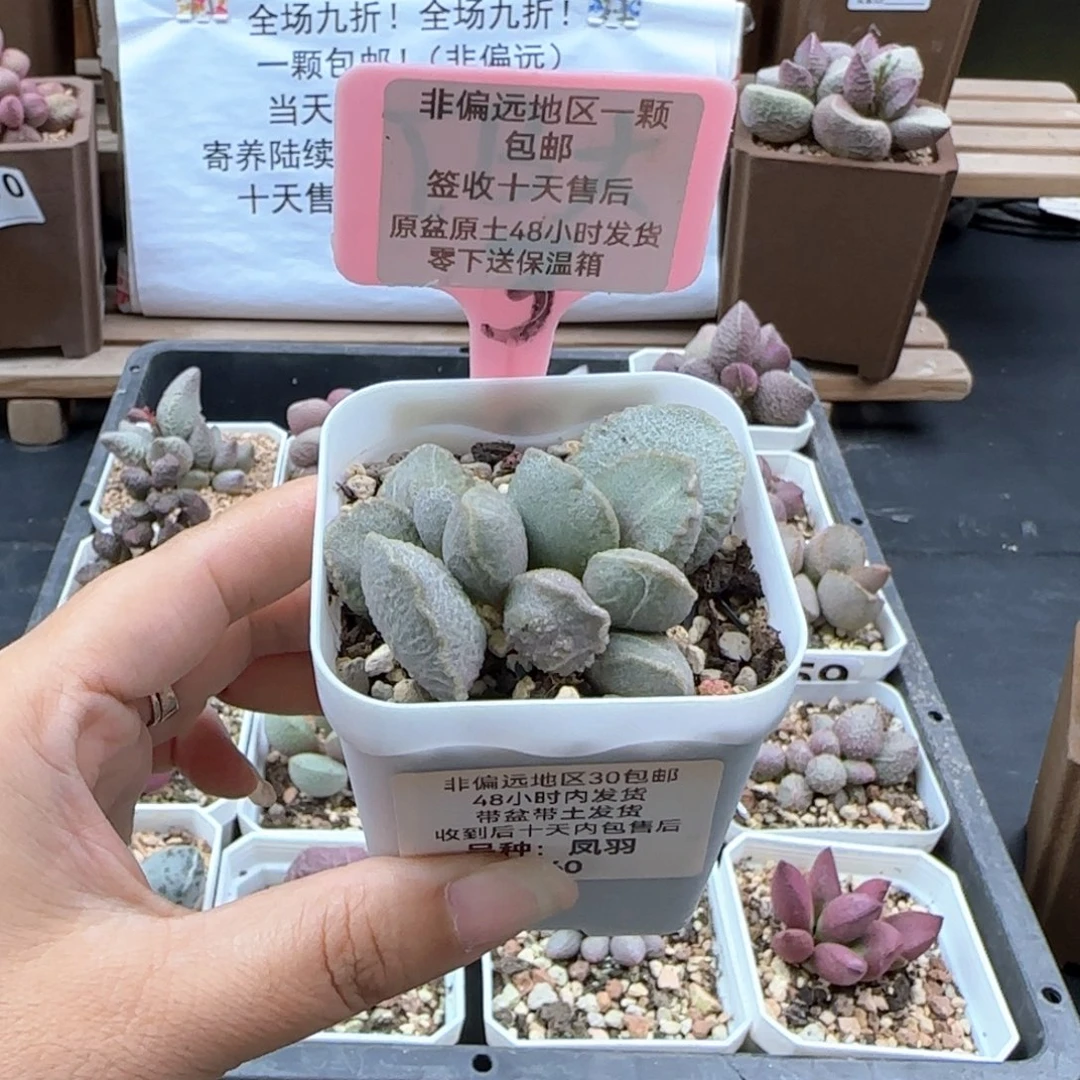 ?****叽076凤羽多肉植物