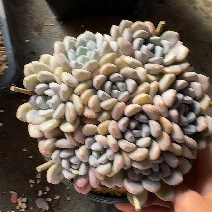 平头白鹿多肉植物和