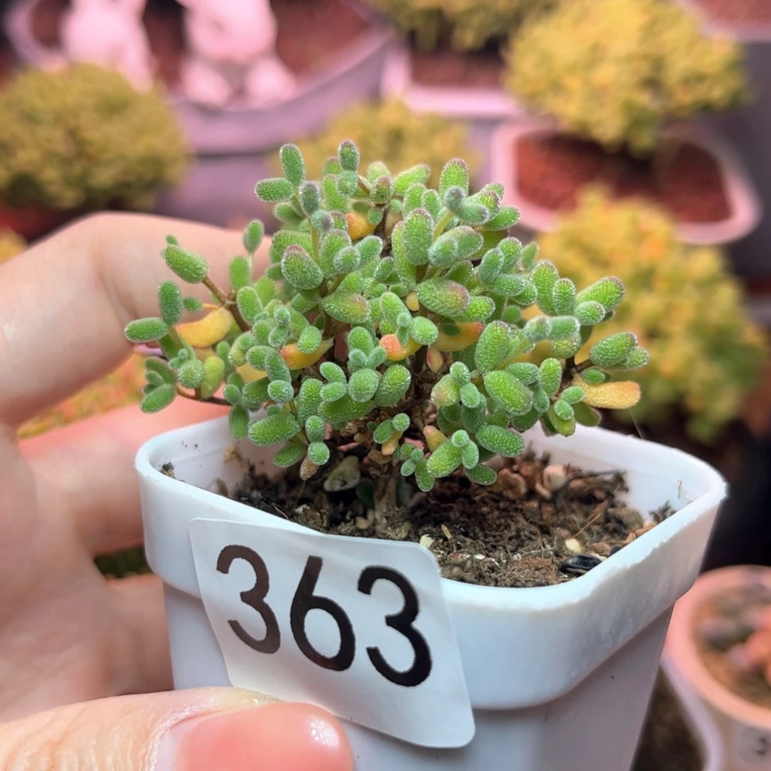 363糖球可爱多肉植物