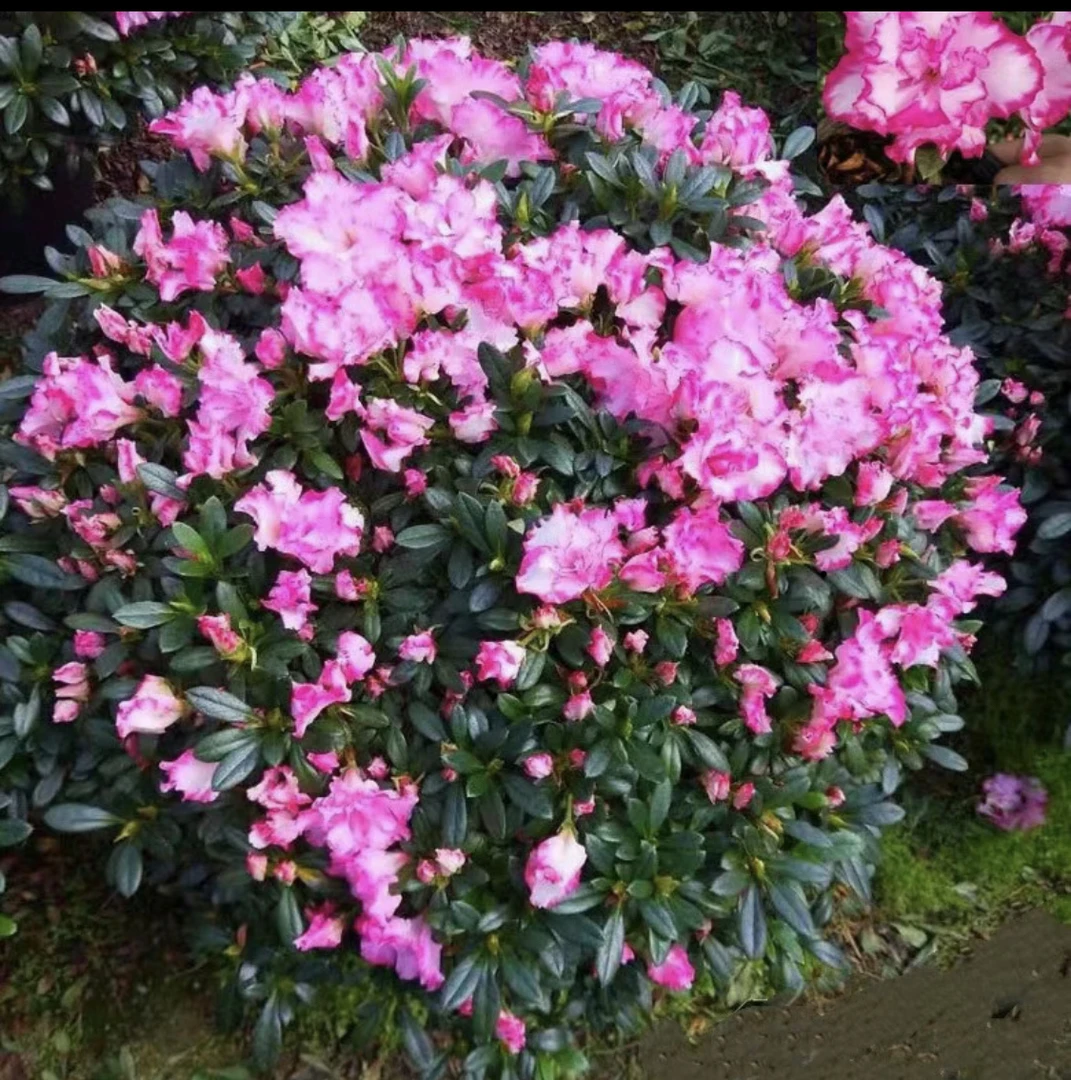 【花中西施】杜鹃花苗盆室内盆栽带花苞四季开花室阳台好养活鲜花卉