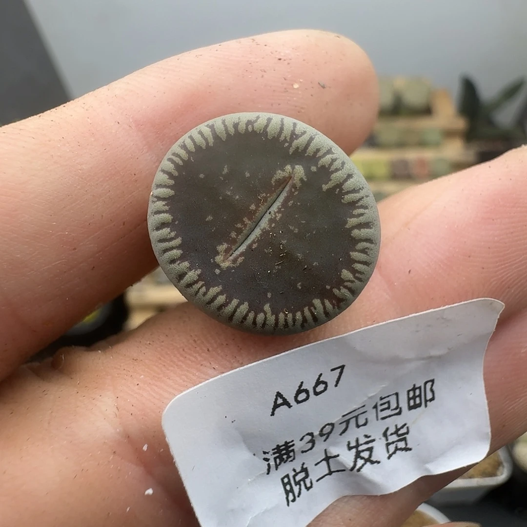667多肉哈哈哈哈哈哈哈哈
