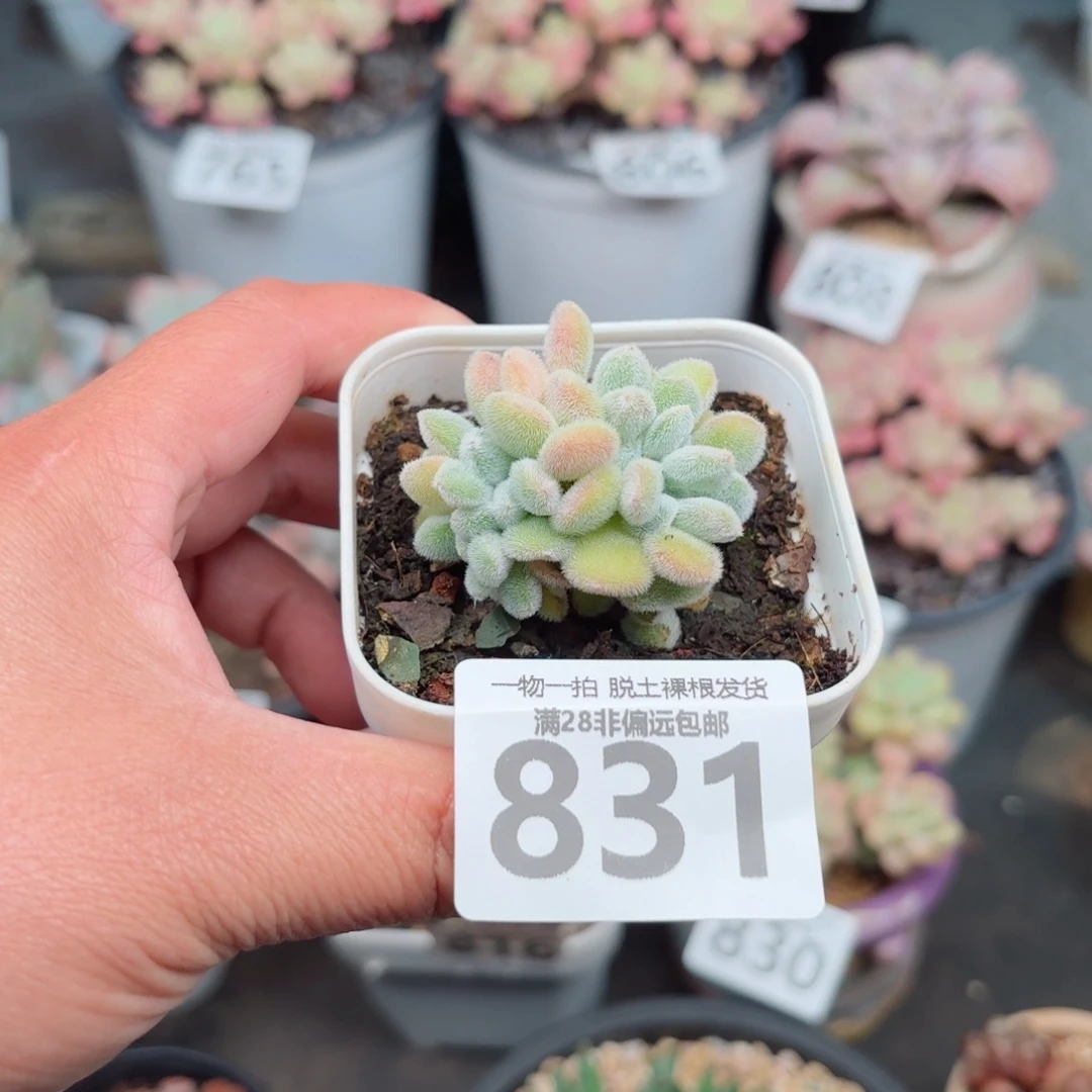 雪晃星缀化无盆土发货