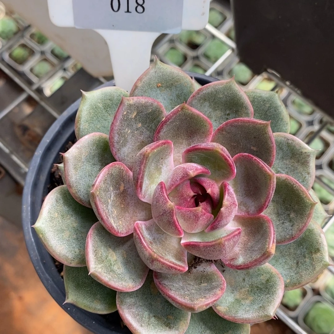 x018-直播福利 黑橙