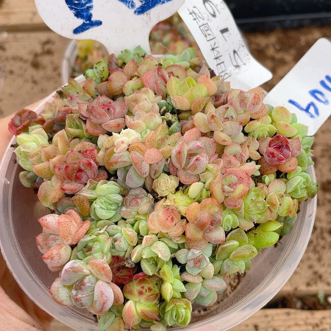 量拍多肉植物多肉植物519