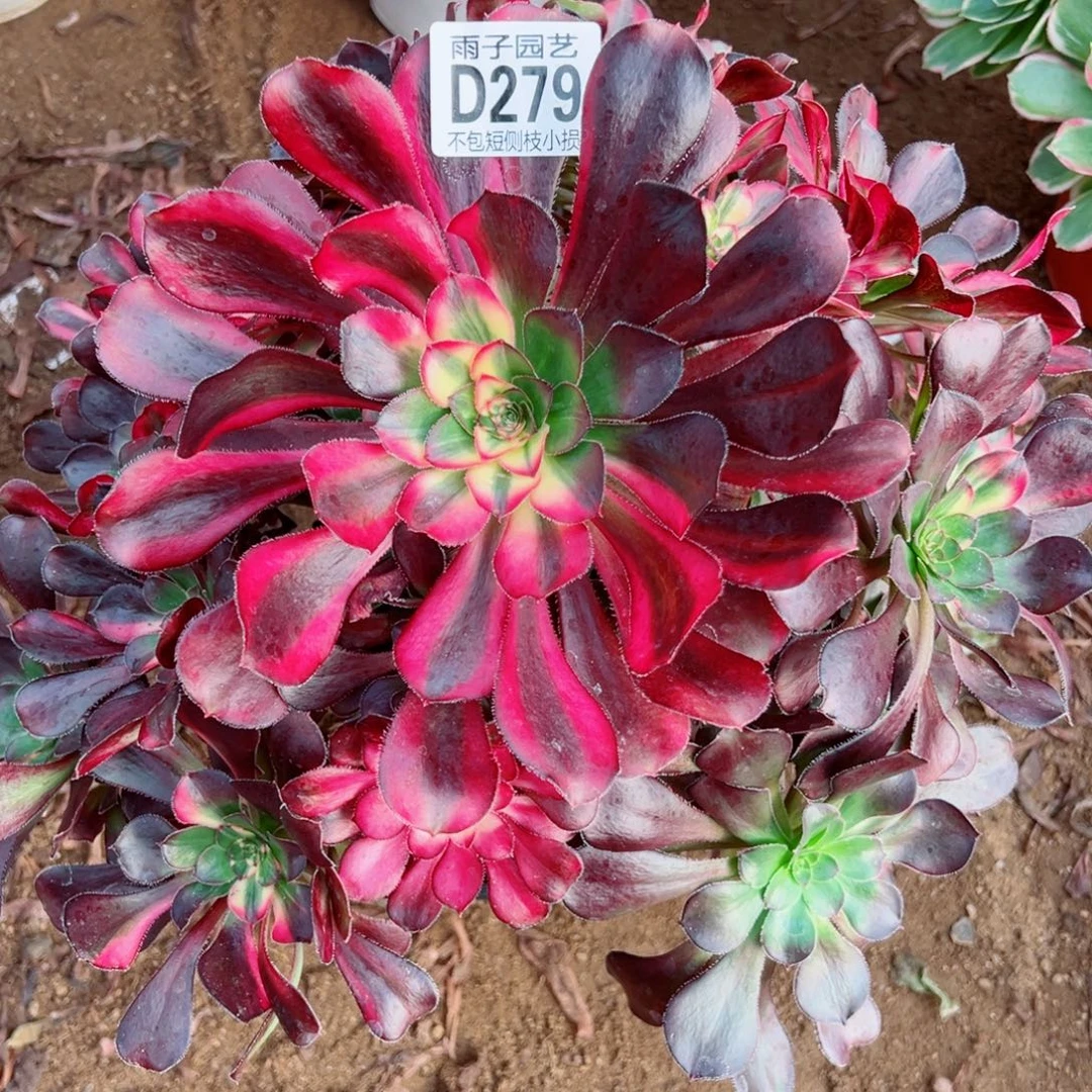 279花蝴蝶雨子多肉植物断枝特价