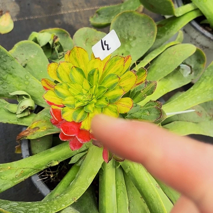 31多肉植物植物植物