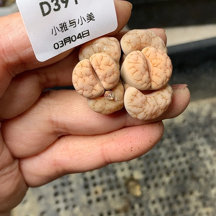 D391多肉植物保护研究所