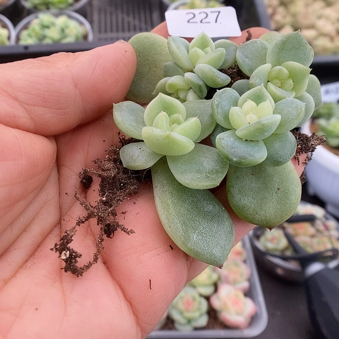 一物一拍一物一拍911-227