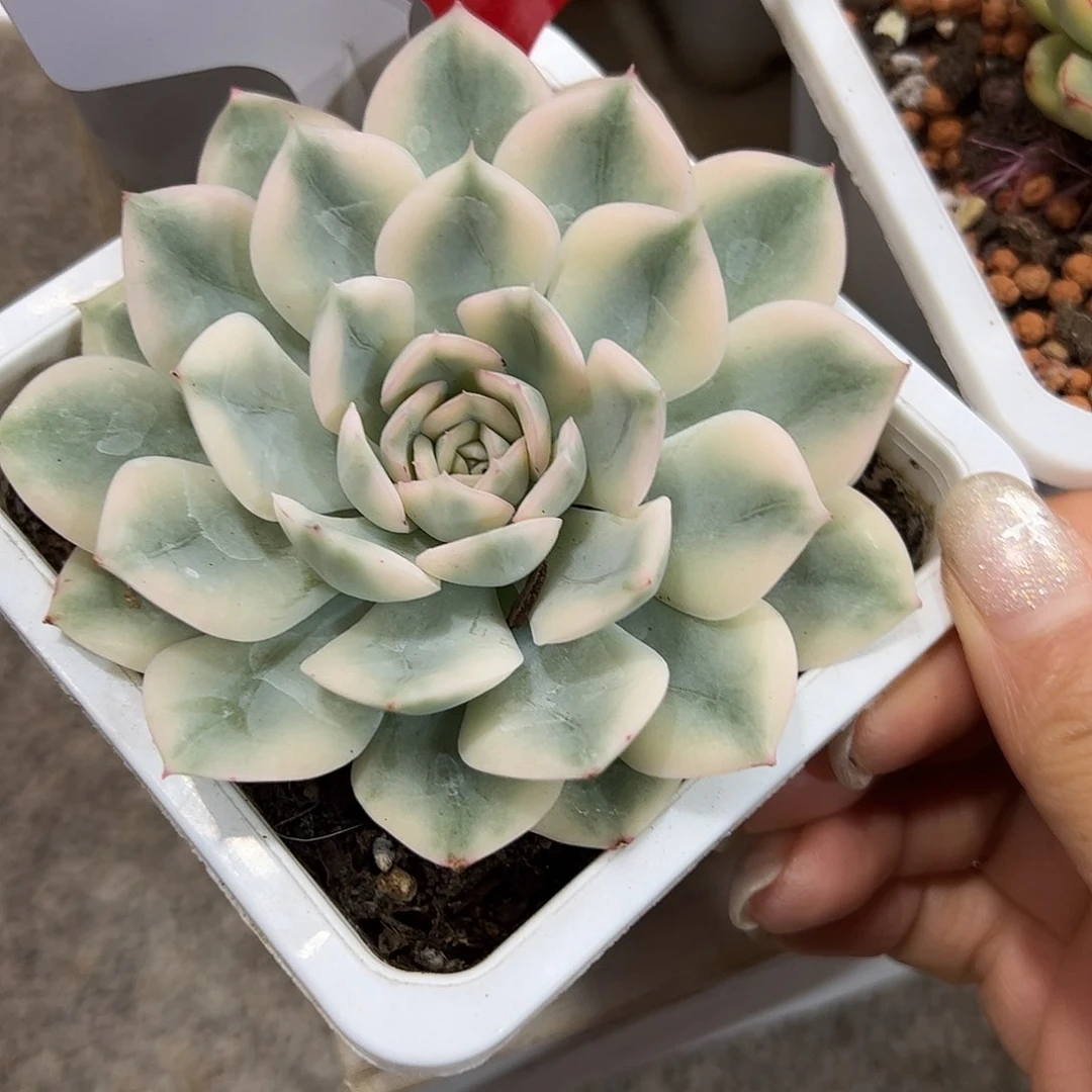 1997月亮先子锦多肉植物