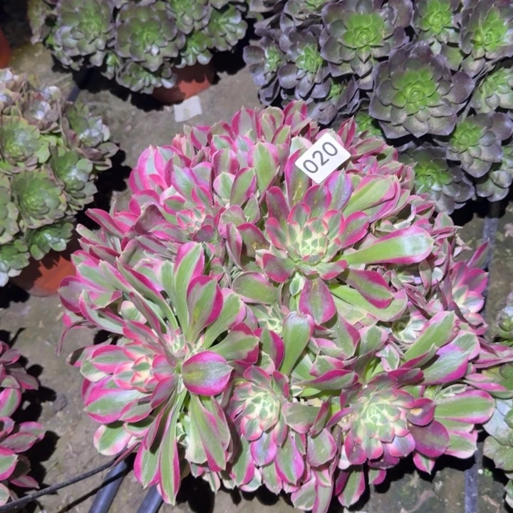 妖月法师020号法师多肉法师