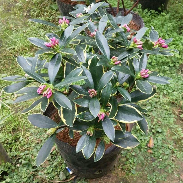 年宵花卉瑞香一物一拍链接