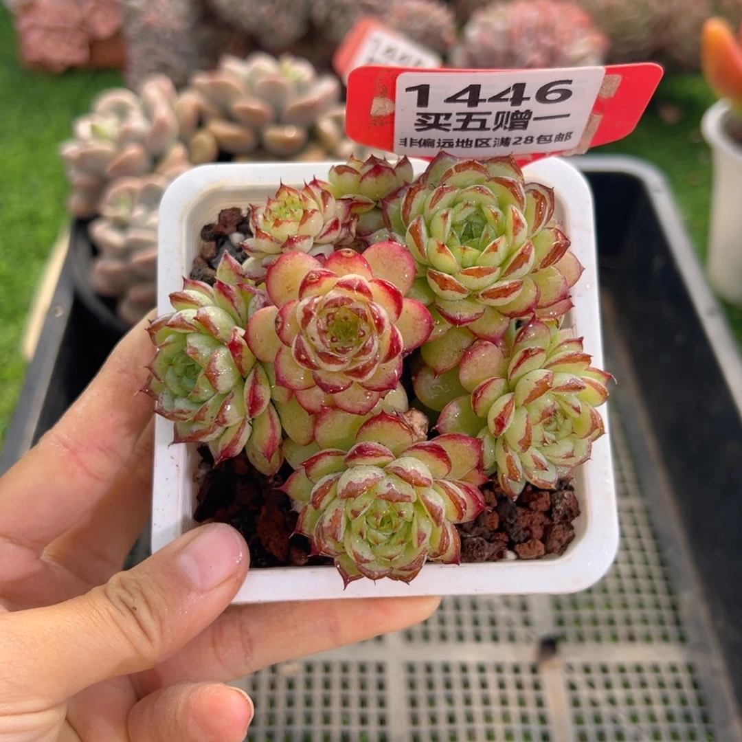 表妹精品多肉1446: