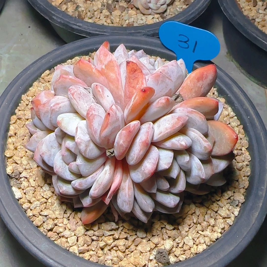 洁****鞋五头橙梦露31号一物一拍