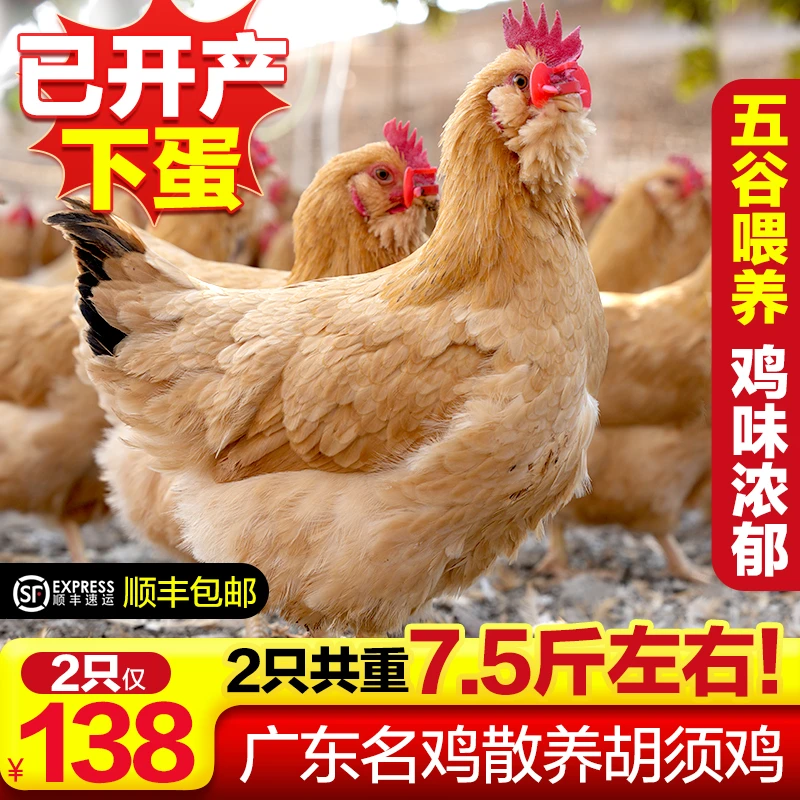 散养成年胡须鸡 2只 （2只7.5斤左右）xcjb