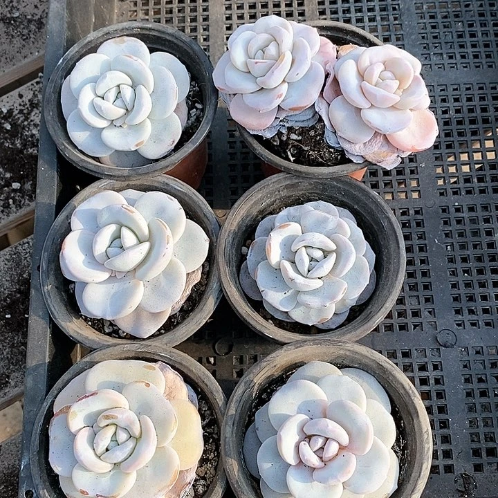 直播间一物一拍雪莲一组包邮