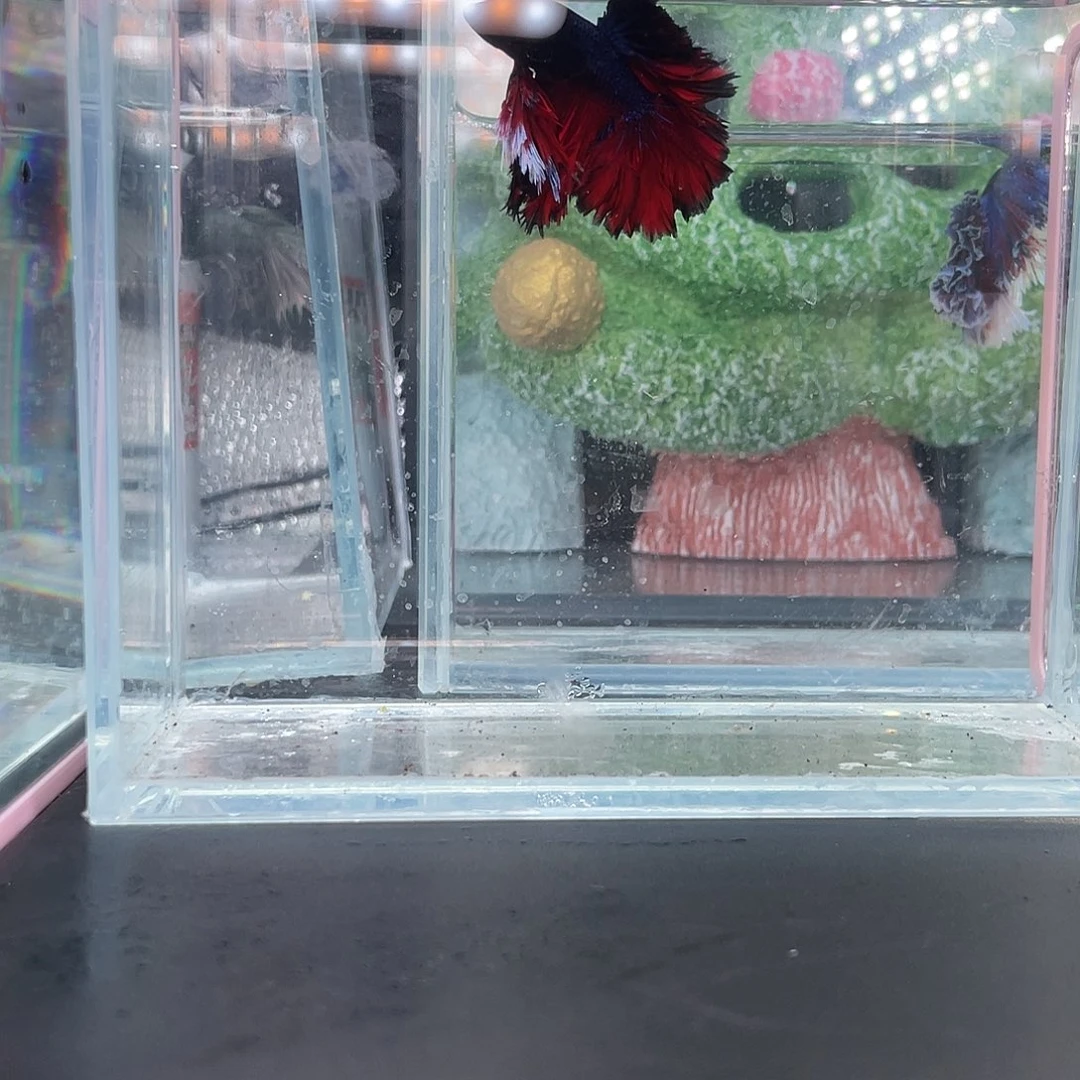 斗鱼绣球地狱火hmpk2号