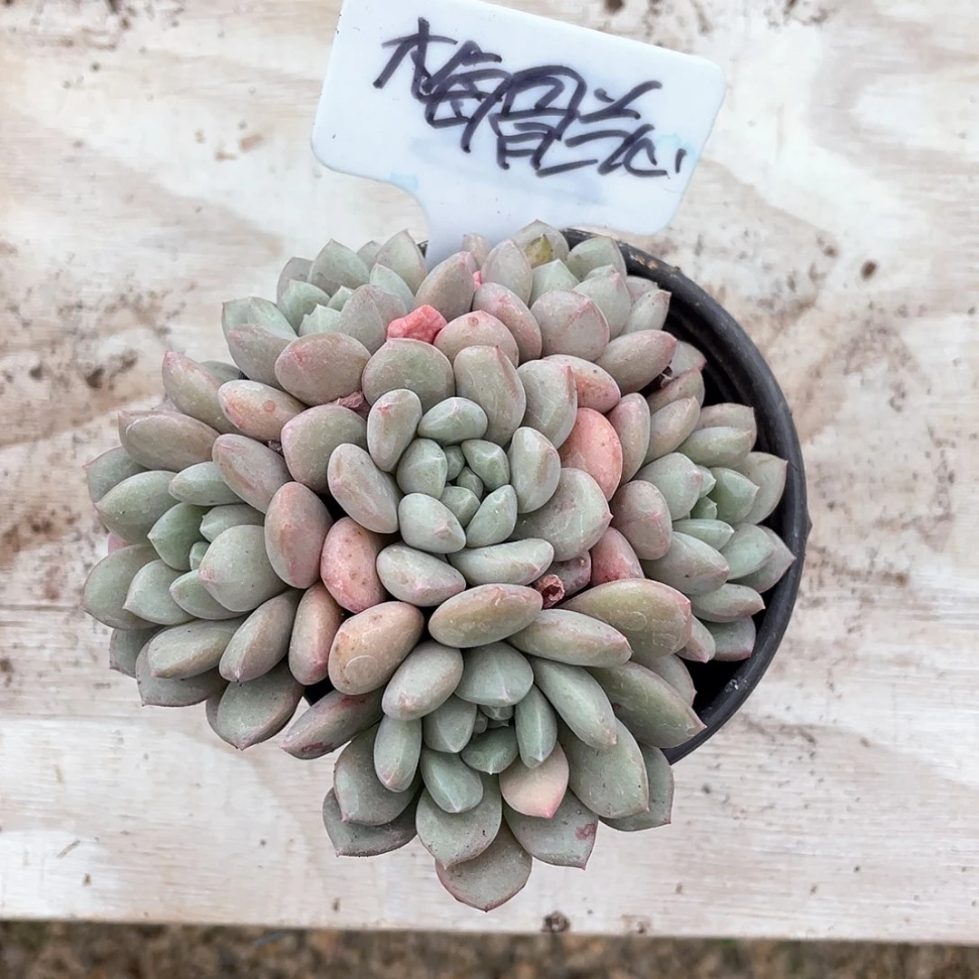 多肉梅骨兰心特殊系统