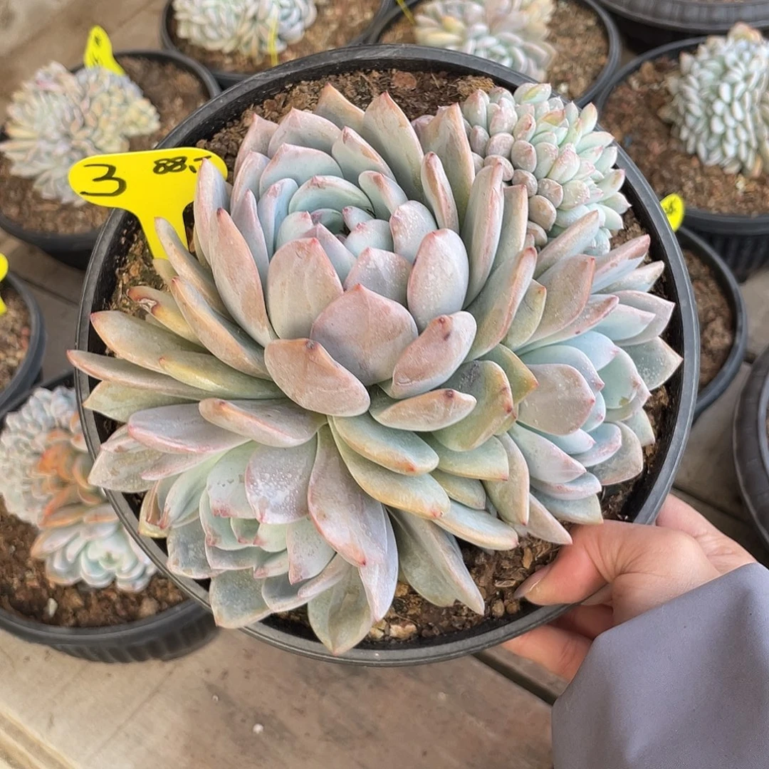 星影群生带缀。