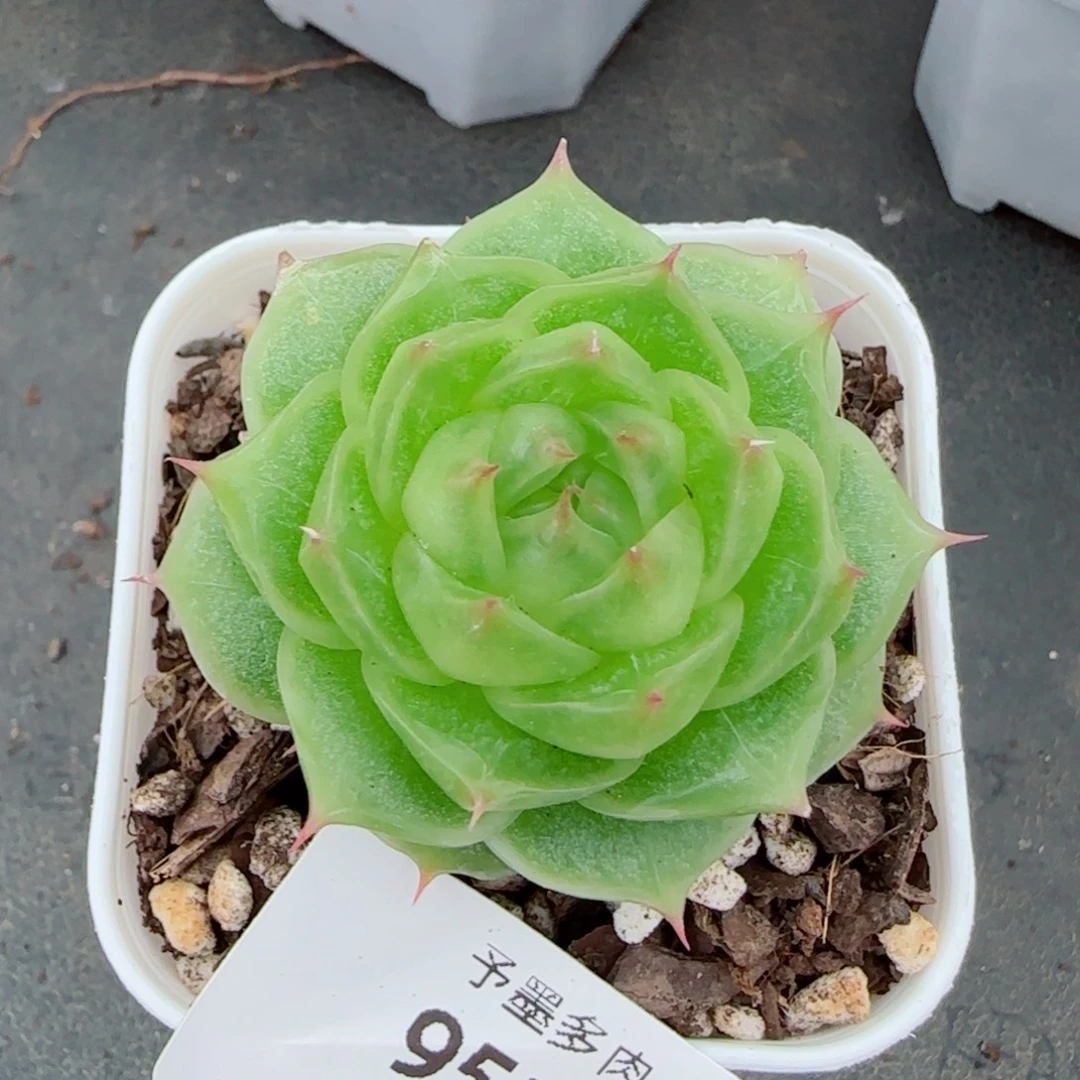 冰透体，9513多肉植物