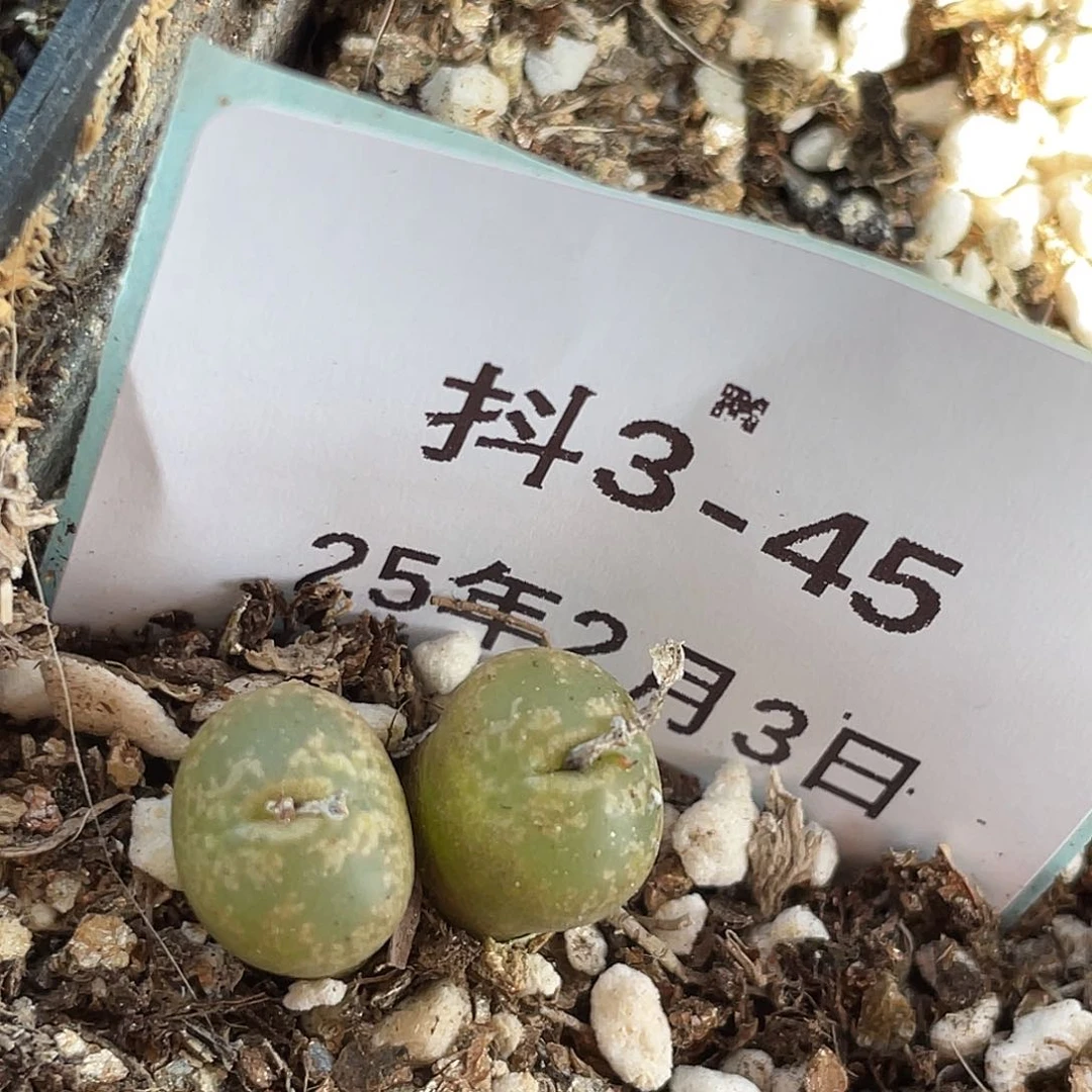 3-45熊猫勋章肉锥肉锥