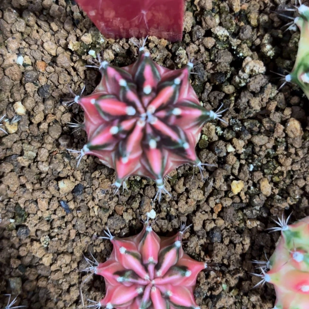 228-1202泰国发货多肉