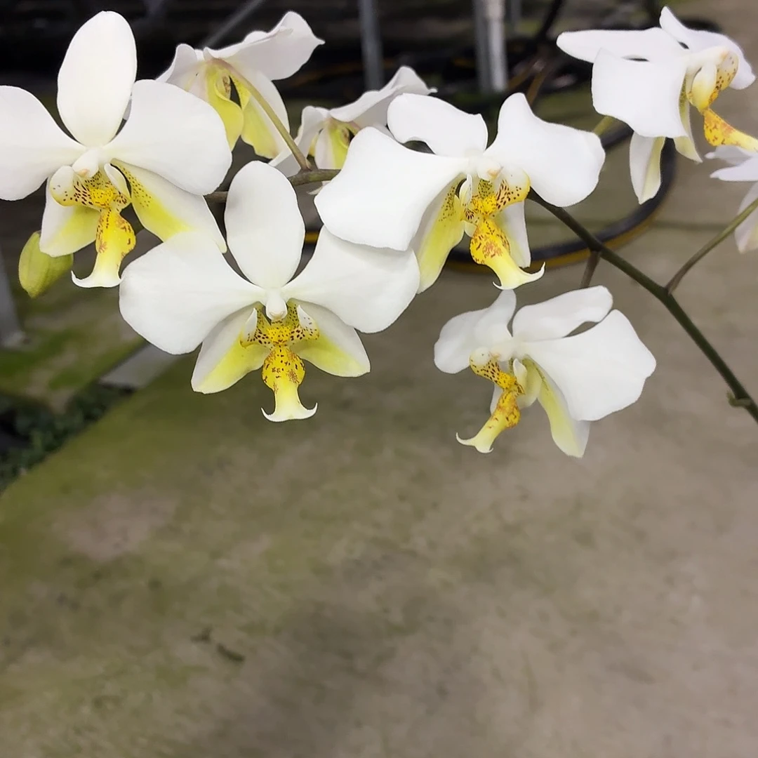 当前无花朵，栽培后可花朵A1702yss1189