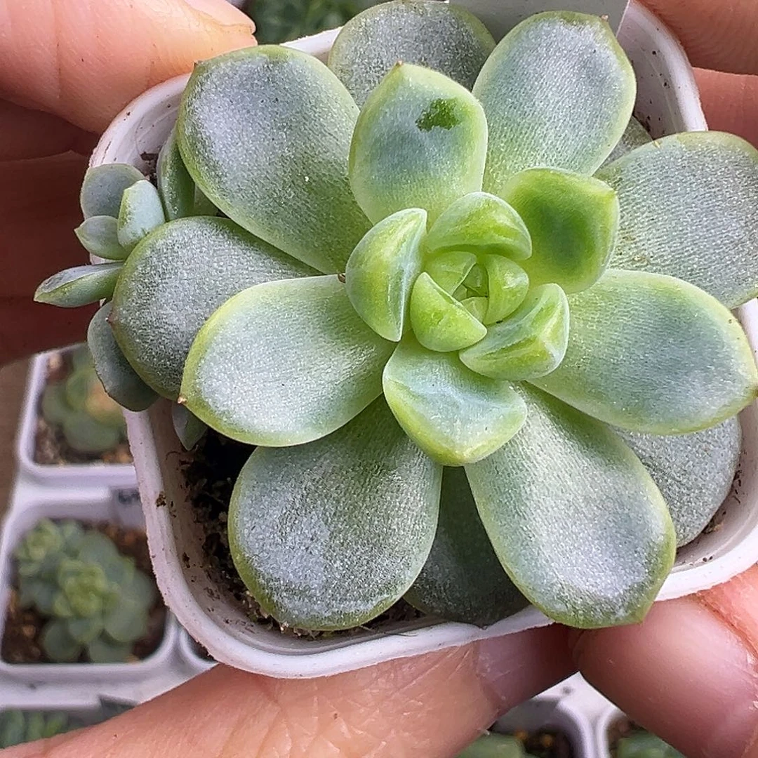 157甜心福利。