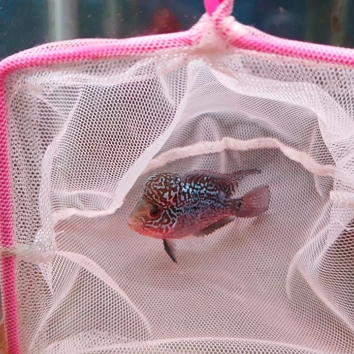 海水一楼鱼！！！！！！！